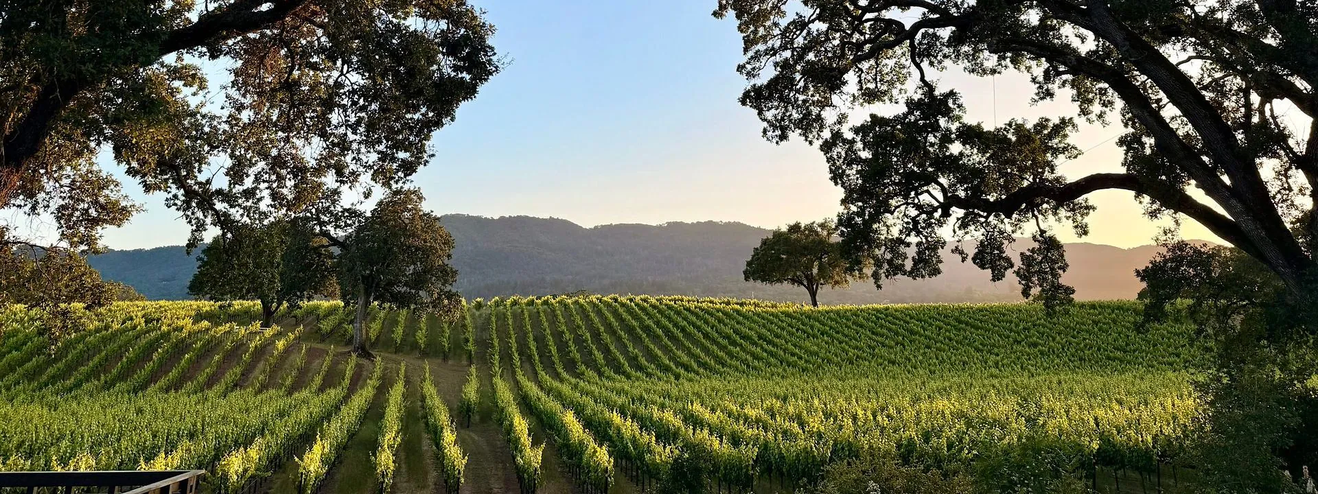 Vine rows running to a wooded ridge at golden hour, framed by two valley oaks.