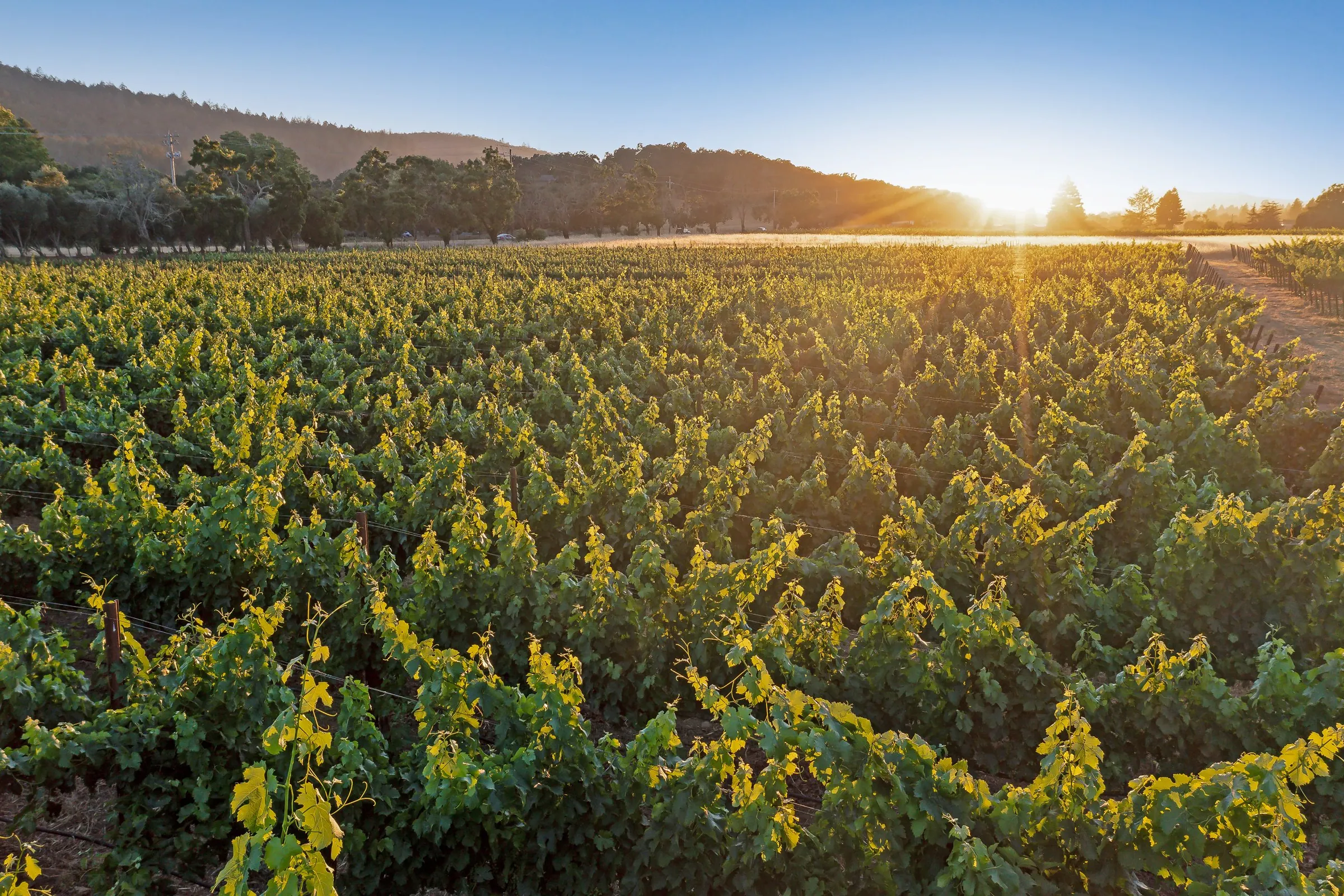 Sun rising over vine rows and wooded hills in Sonoma wine country.