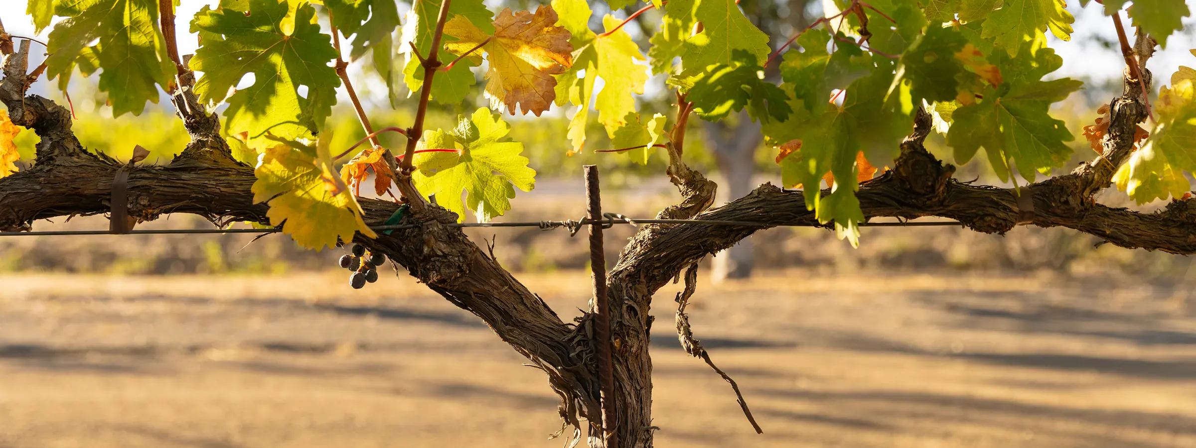 A mature grapevine trained along its cordon wire — canopy above the line, open ground below.