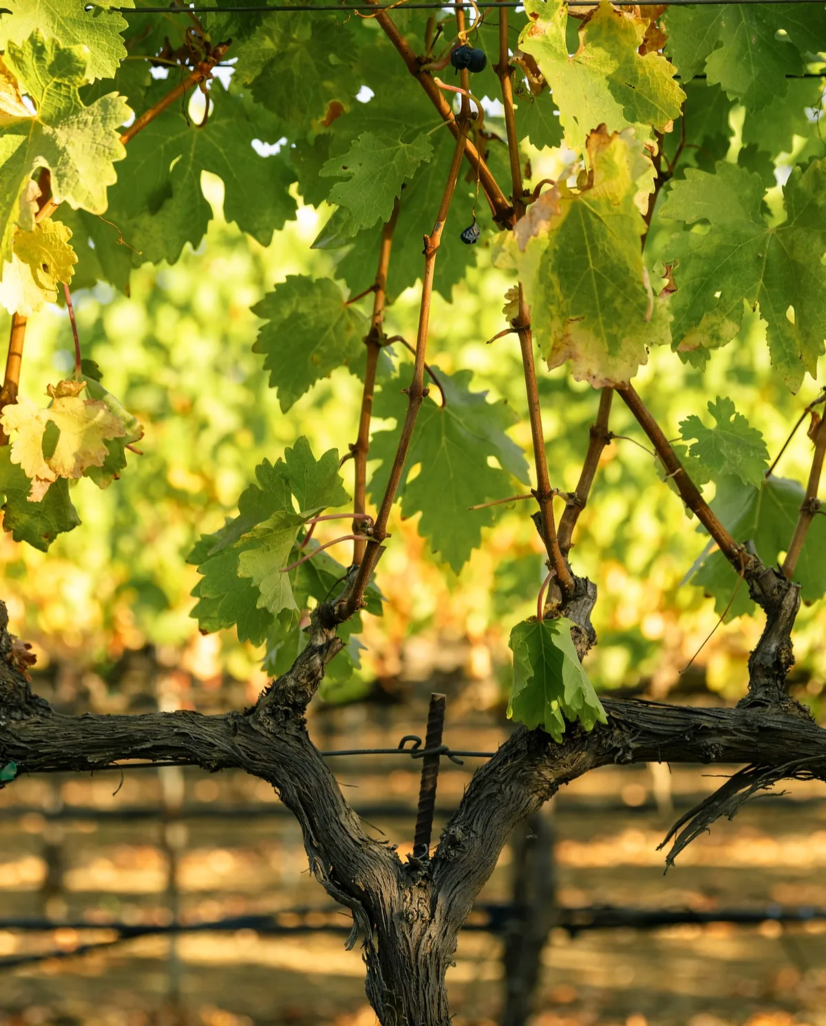 An old vine trunk and its cordon, new canes trained along the wire above.