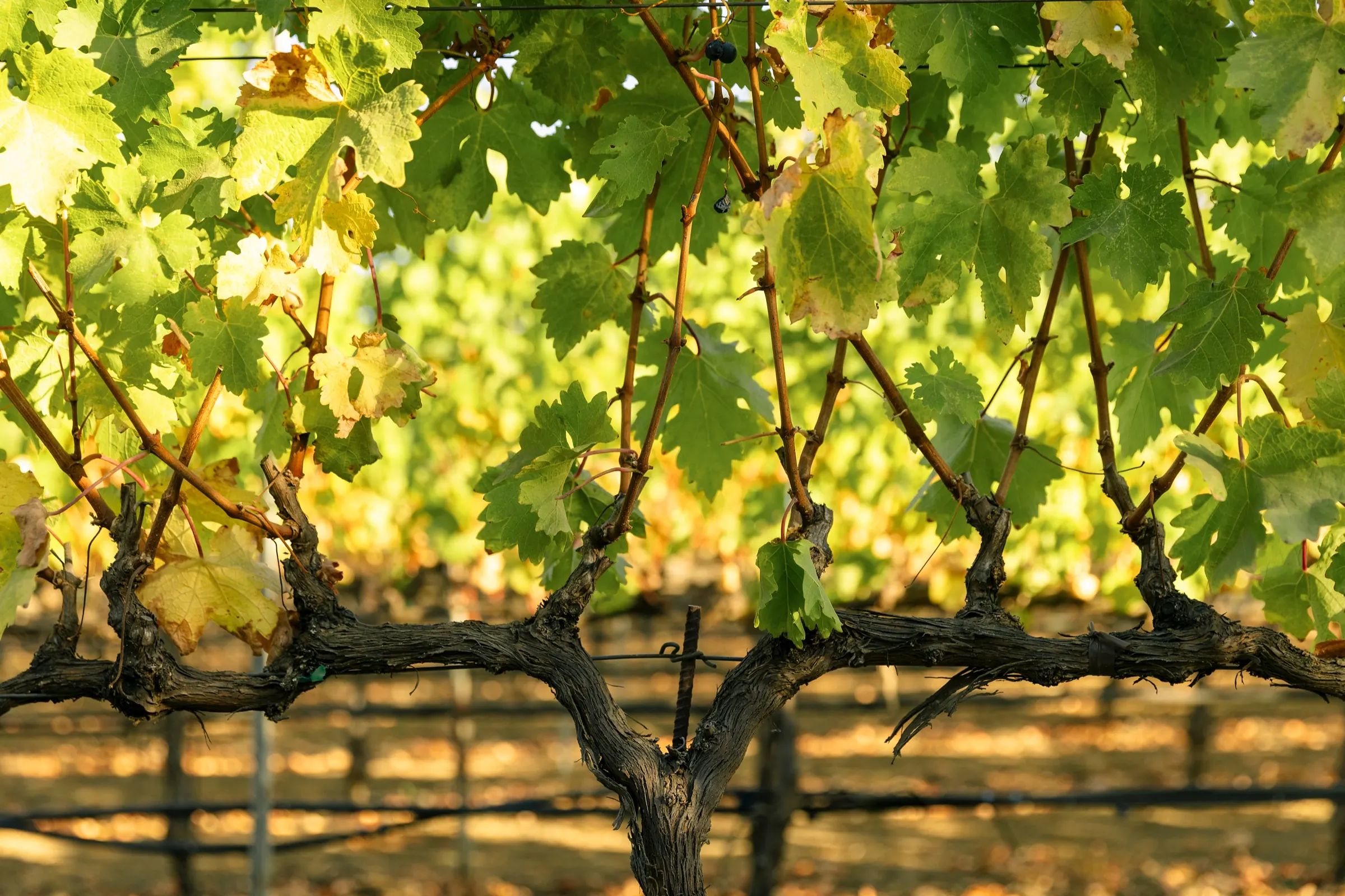 Vine rows in Sonoma wine country.